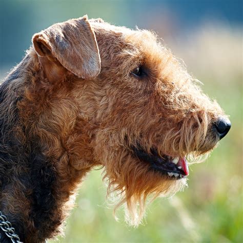 history of the airedale terrier.